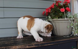 English Bulldog dogs for sale: Raspberry - Image 6
