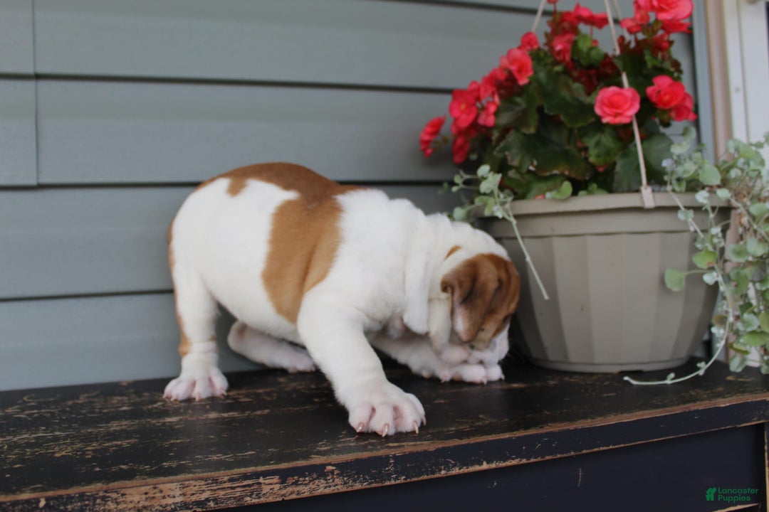 English Bulldog dogs for sale: Raspberry - Image 6