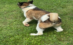 Akita dogs for sale: Jasper - Image 11