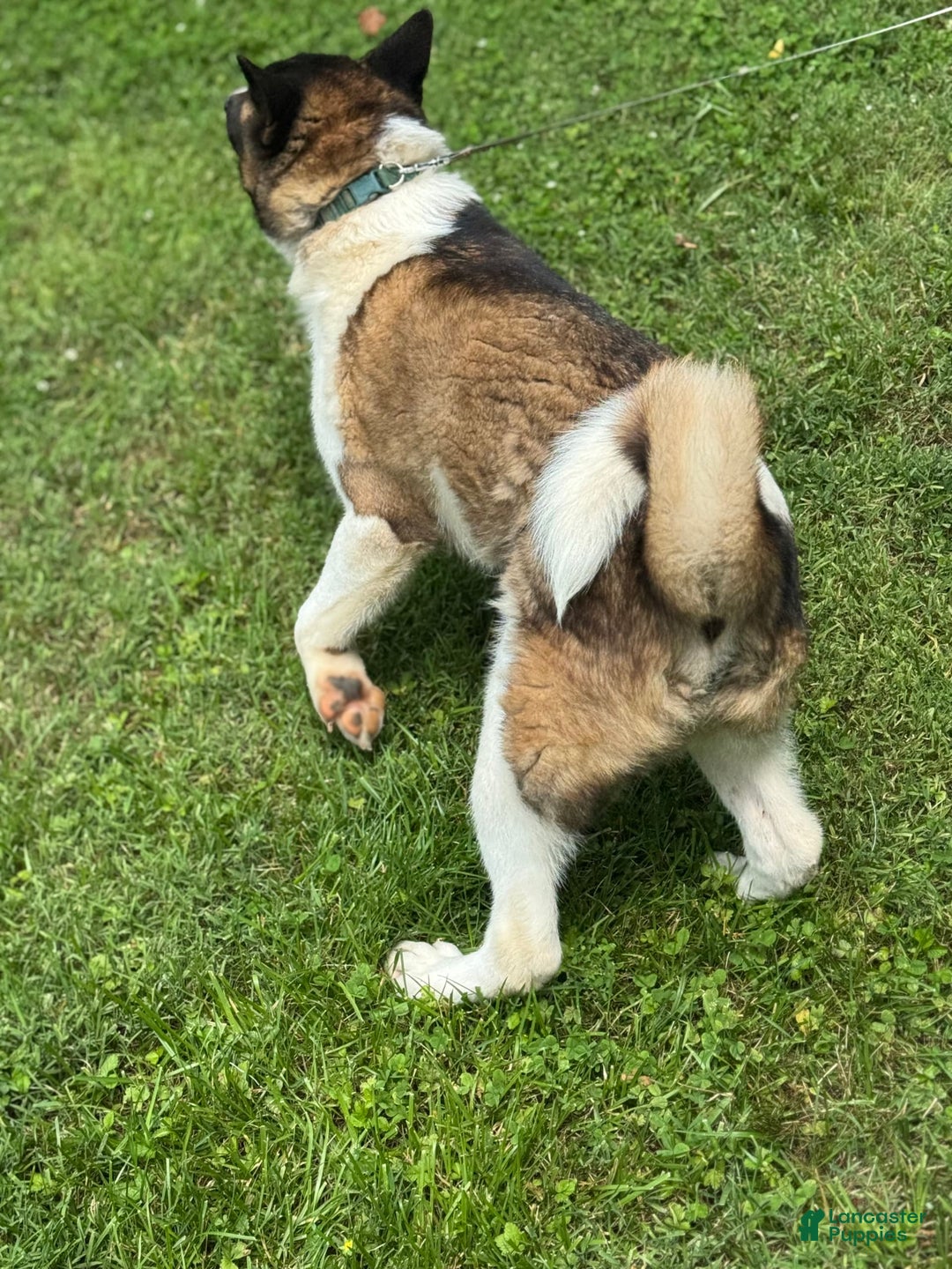 Akita dogs for sale: Jasper - Image 11