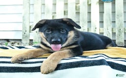 German Shepherd dogs for sale: Millie - Image 4