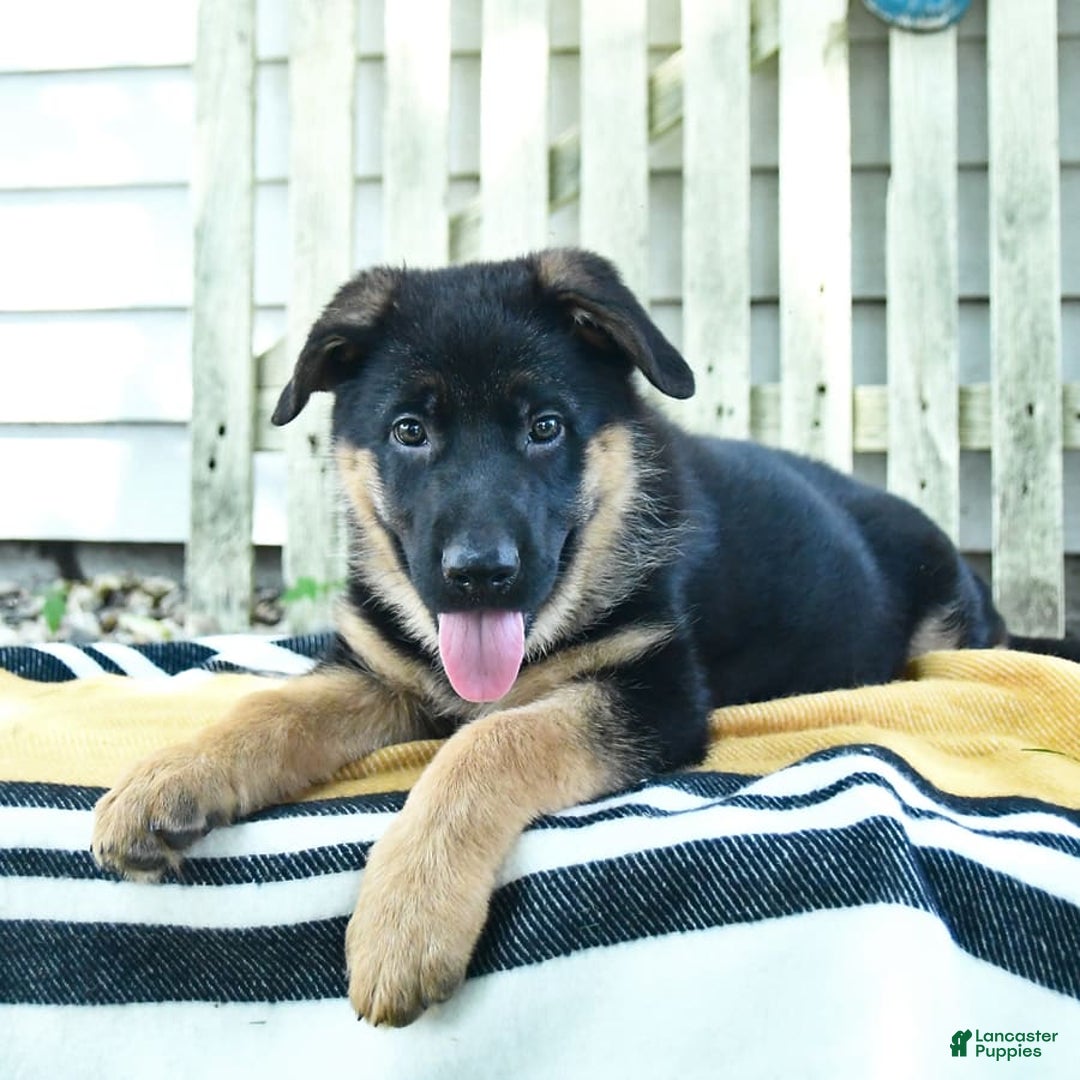 German Shepherd dogs for sale: Millie - Image 4