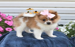 Pomeranian dogs for sale: Tammy - Image 3