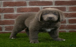 Newfoundland dogs for sale: Ginger - Image 2