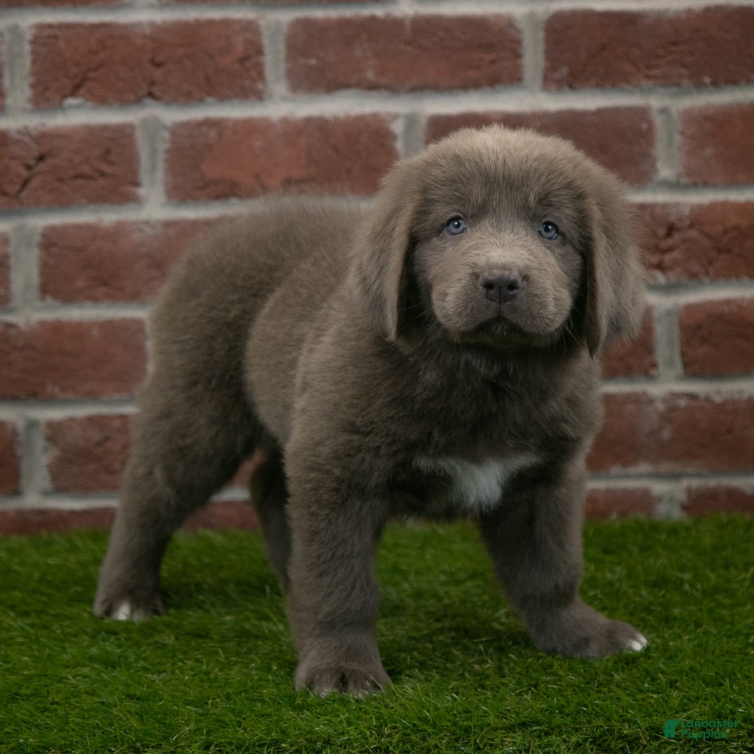 Newfoundland dogs for sale: Ginger - Image 2