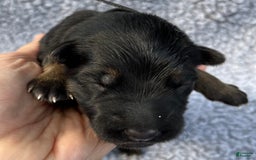 German Shepherd dogs for sale: Boy - Image 21