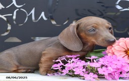 Miniature Dachshund dogs for sale: Strider - Image 2