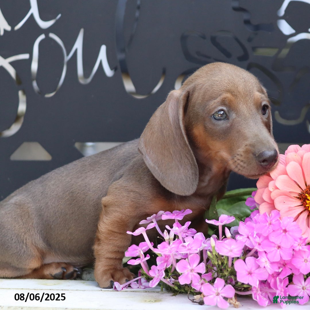 Miniature Dachshund dogs for sale: Strider - Image 2