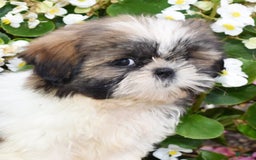 Shih Tzu dogs for sale: Daisy - Image 7