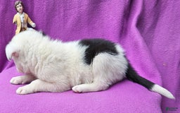 Border Collie dogs for sale: Hondo - Image 17