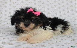 Shihpoo dogs for sale: Sandy - Image 1