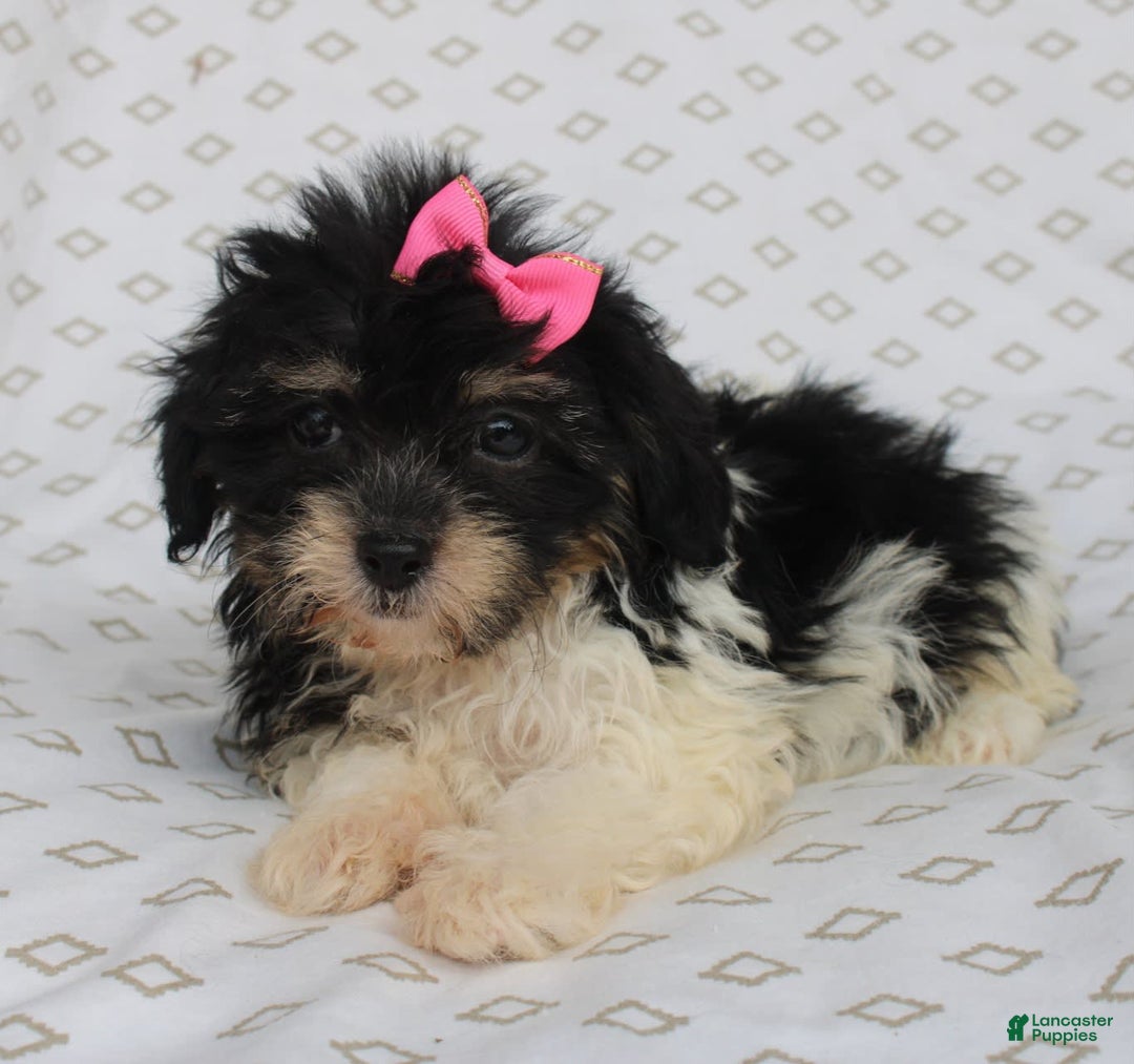 Shihpoo dogs for sale: Sandy - Image 1
