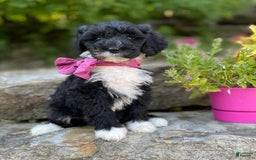Portuguese Water Dog dogs for sale: Taylor - Image 12
