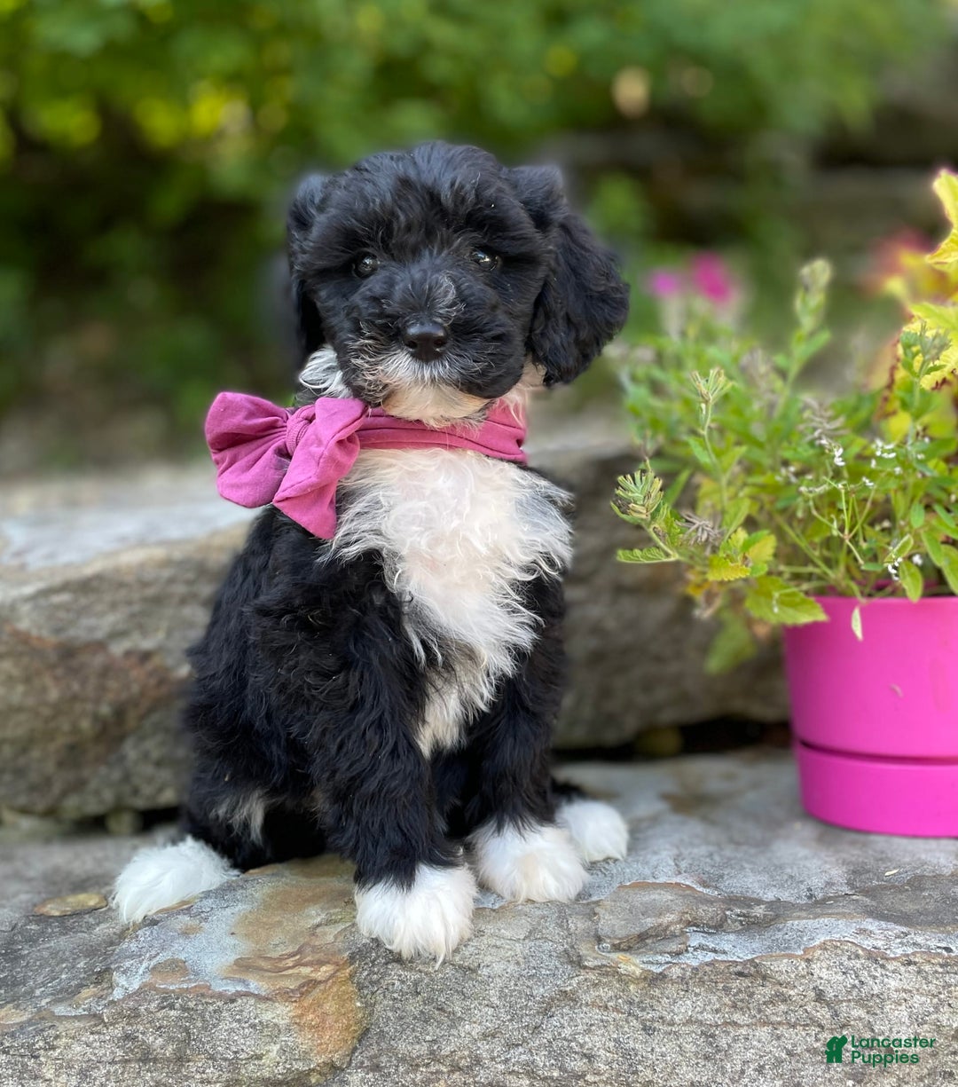 Portuguese Water Dog dogs for sale: Taylor - Image 12