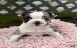 Frenchton dogs for sale: Jaida - Image 17