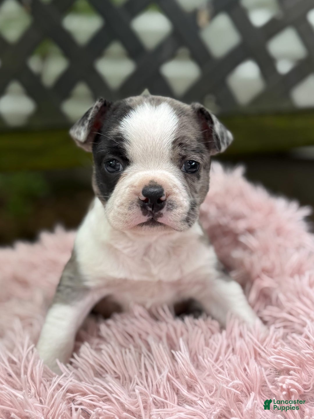 Frenchton dogs for sale: Jaida - Image 17