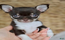 Chihuahua dogs for sale: Akc Tiny Celestia - Image 9
