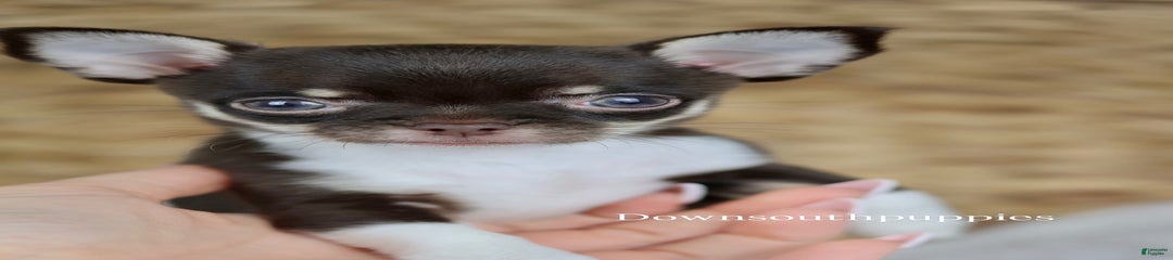 Akc Tiny Celestia
