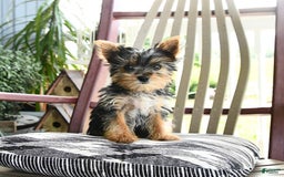 Yorkshire Terrier dogs for sale: Molly - Image 3