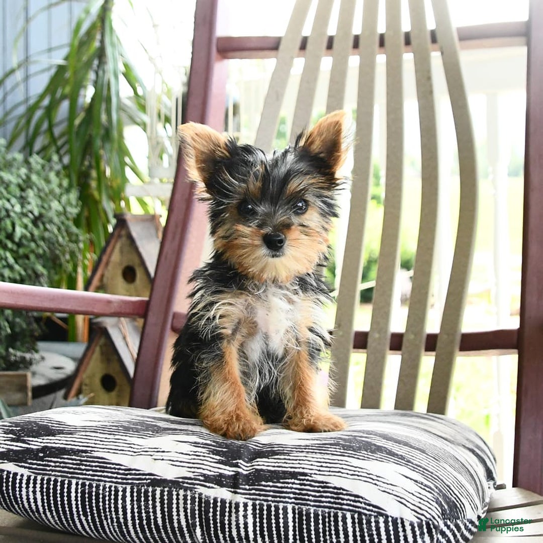 Yorkshire Terrier dogs for sale: Molly - Image 3
