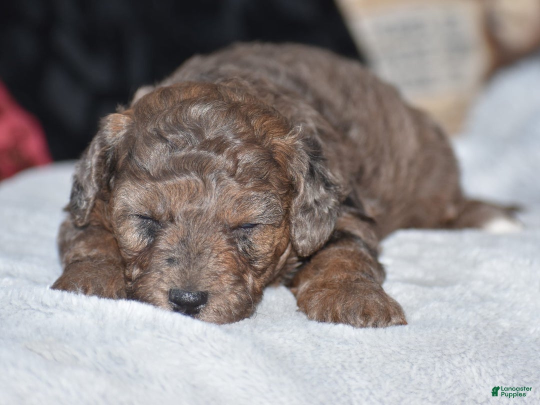 Yorkiepoo dogs for sale: Petunia - Image 14