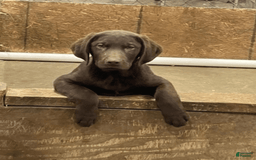 Labrador Retriever dogs for sale: Choco Male 3 - Image 1