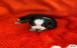 Australian Shepherd dogs for sale: Belle Starr - Image 5