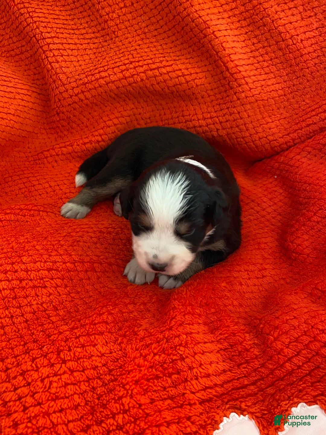 Australian Shepherd dogs for sale: Belle Starr - Image 5