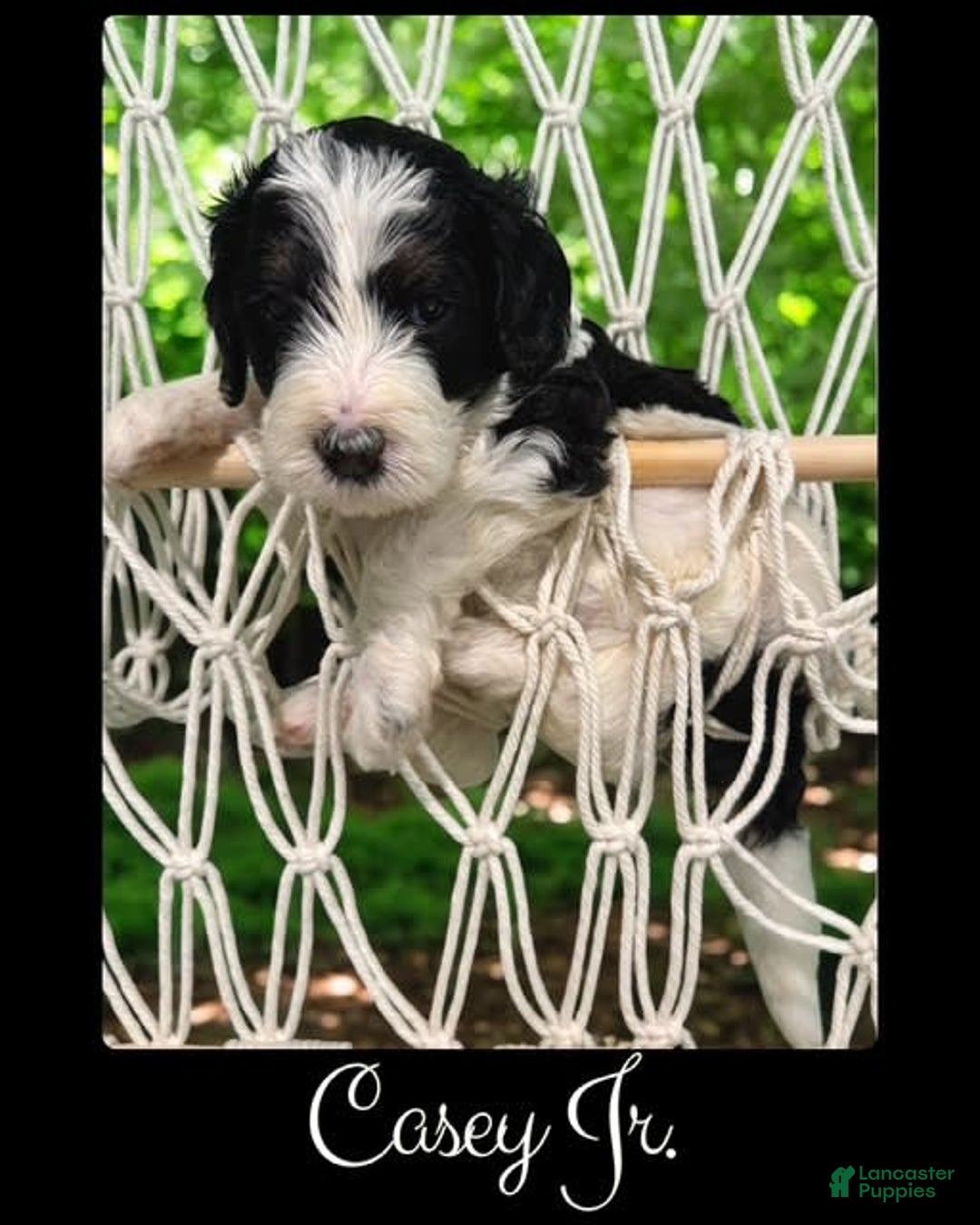 Bernedoodle dogs for sale: Casey Jr. - Image 4