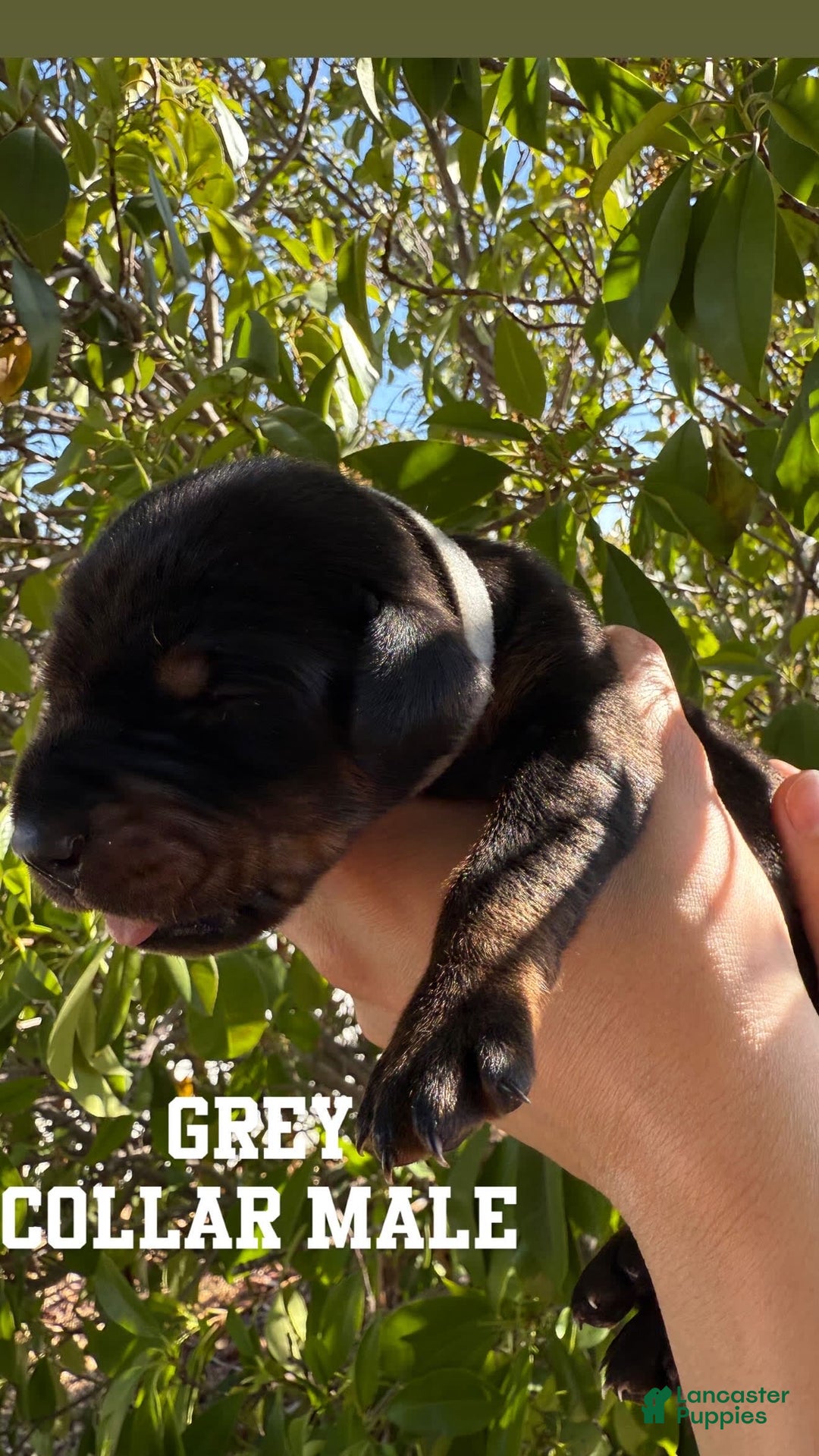 Doberman Pinscher dogs for sale: Grey Collar - Image 9
