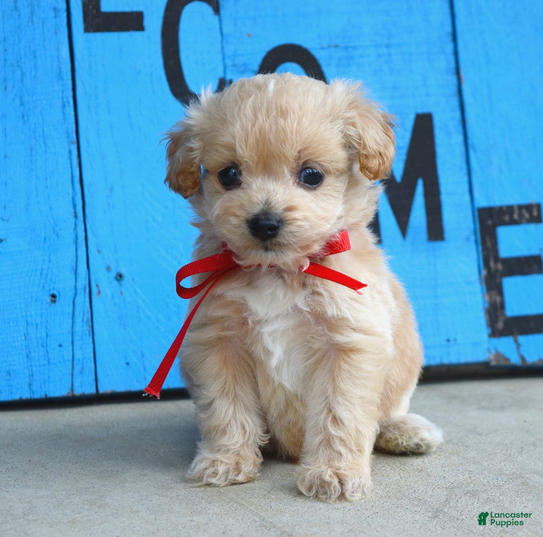 Maltipoo dogs for sale: Maverick - Image 1