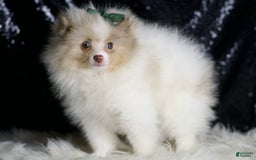 Pomeranian dogs for sale: Chai - Image 4