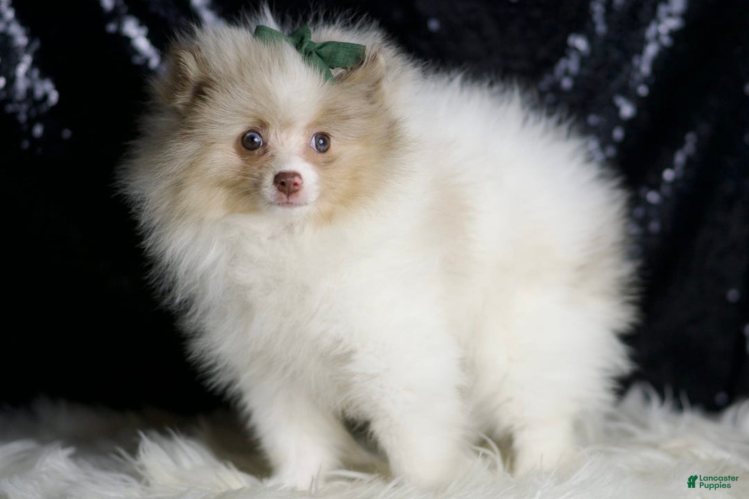 Pomeranian dogs for sale: Chai - Image 4