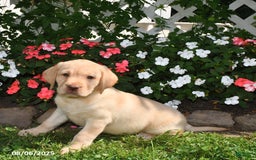 Labrador Retriever dogs for sale: Jasmine - Image 4