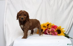 Mini Goldendoodle dogs for sale: Heaven - Image 2