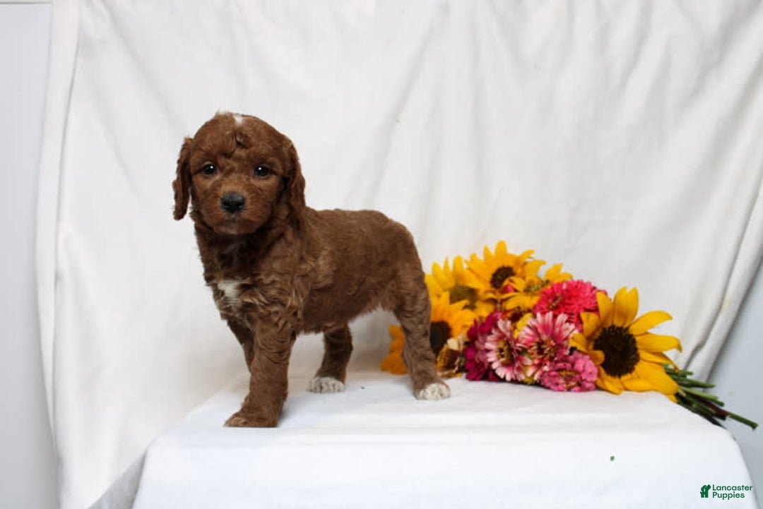 Mini Goldendoodle dogs for sale: Heaven - Image 2