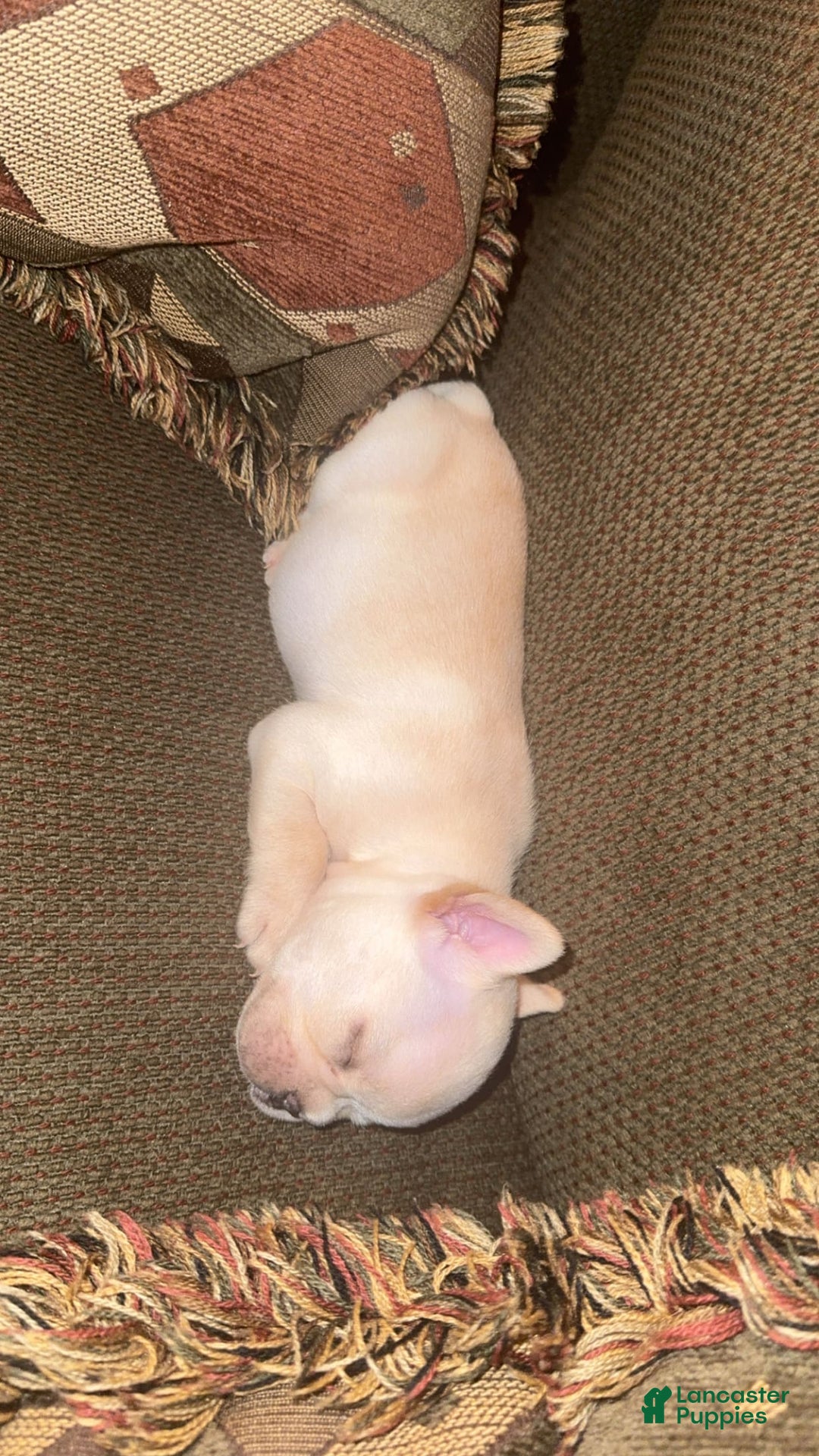 French Bulldog dogs for sale: Soilder - Image 2