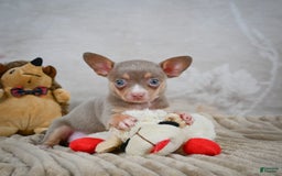 Chihuahua dogs for sale: Tillie - Image 9