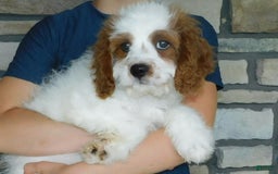 Cavapoo dogs for sale: Cleo - Image 6