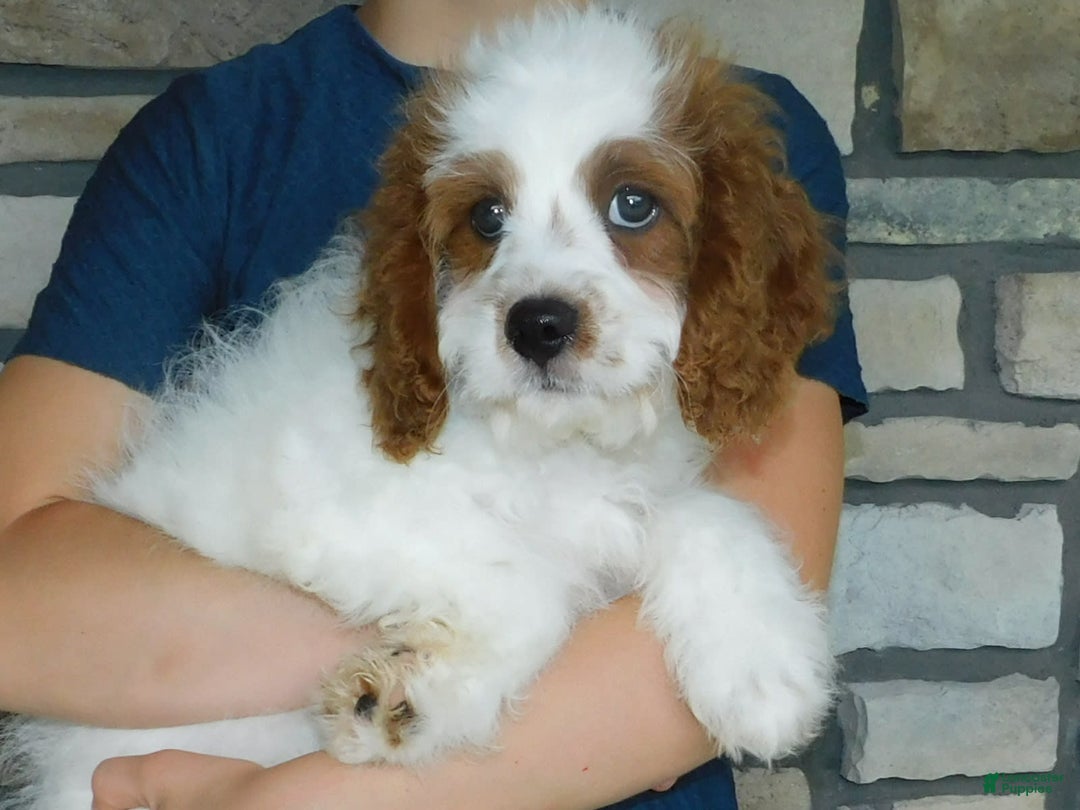 Cavapoo dogs for sale: Cleo - Image 6