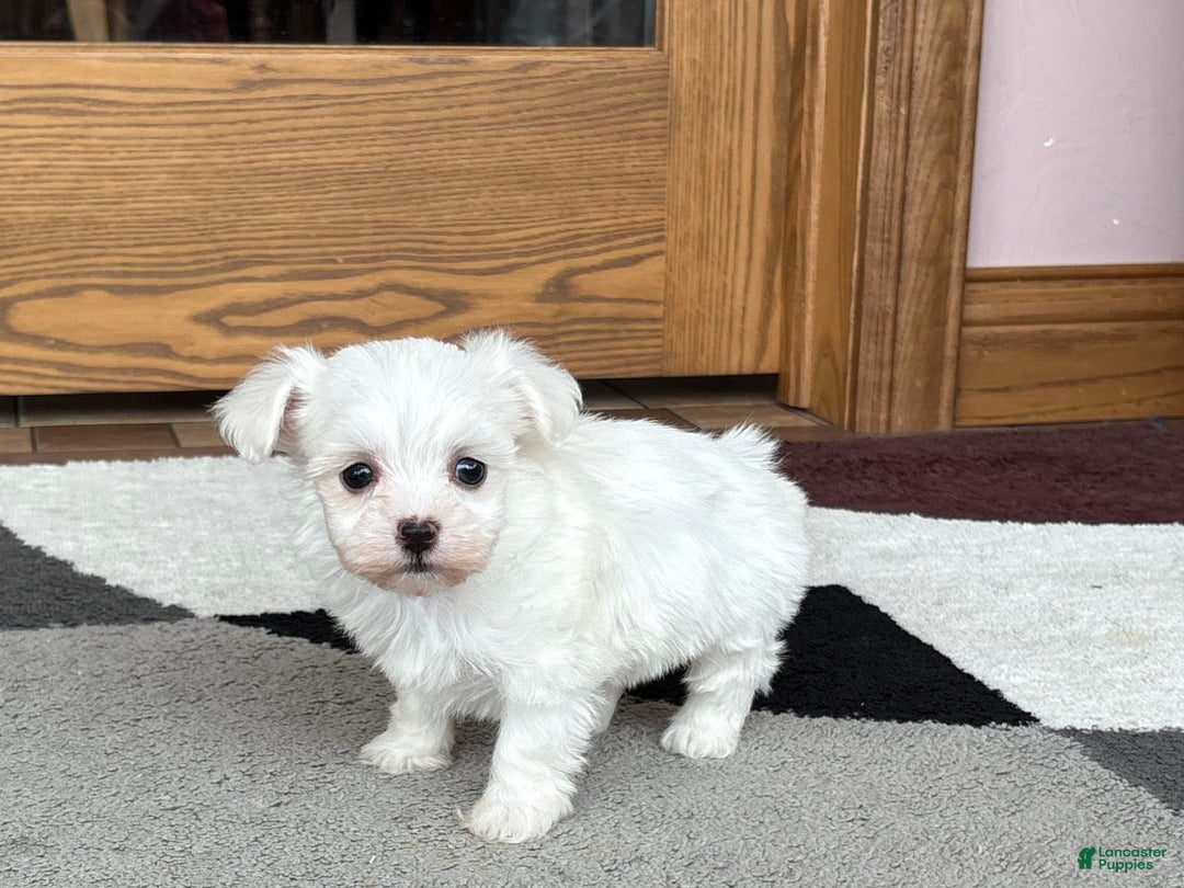 Coton De Tulear dogs for sale: Nadine - Image 4