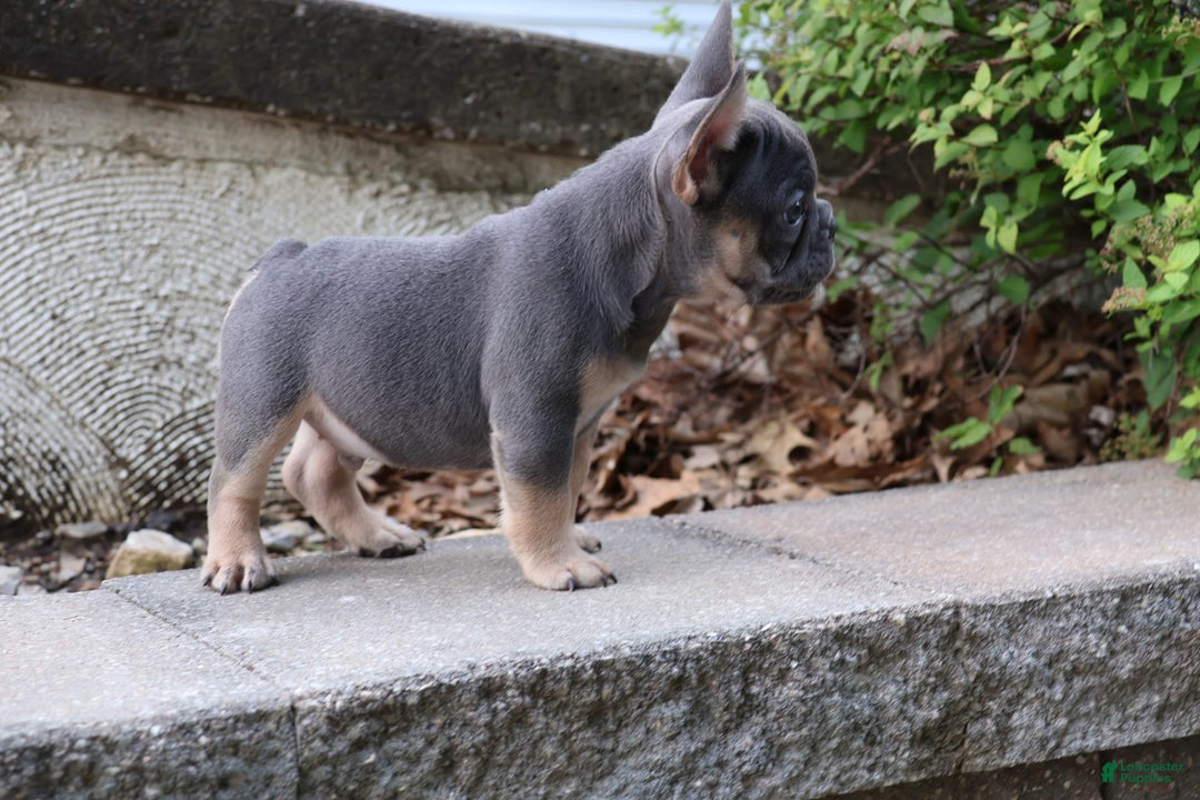 French Bulldog dogs for sale: Cosmo - Image 4