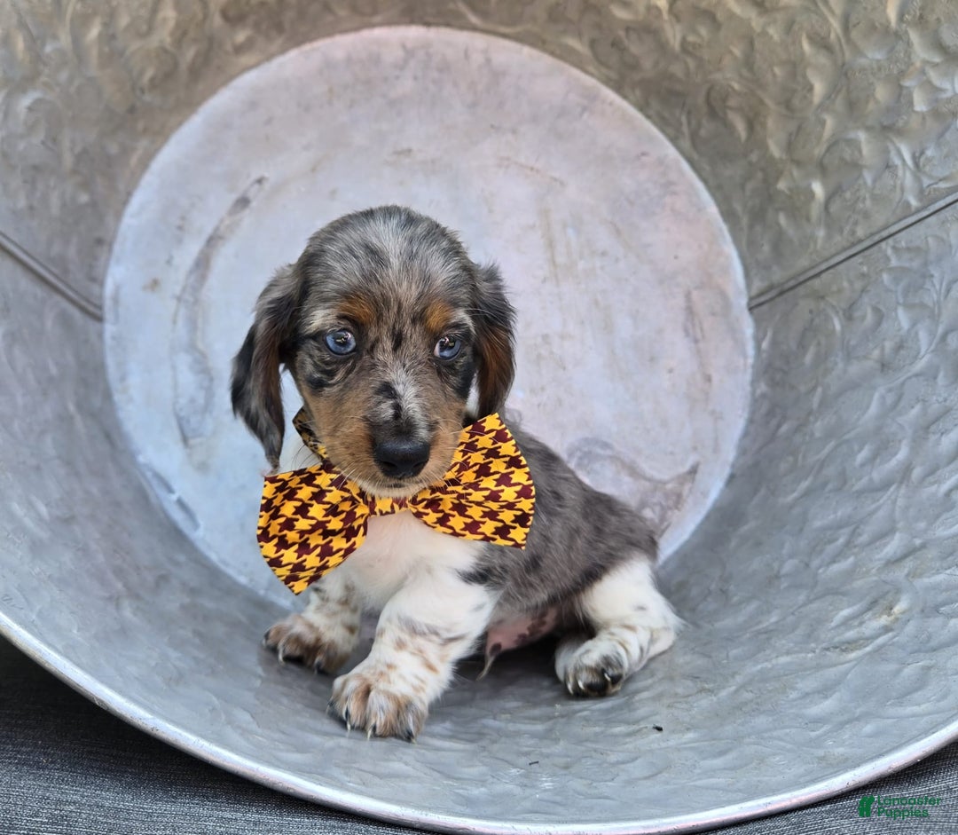 Miniature Dachshund dogs for sale: Trigger - Image 4