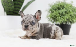 French Bulldog dogs for sale: Ralph - Image 11