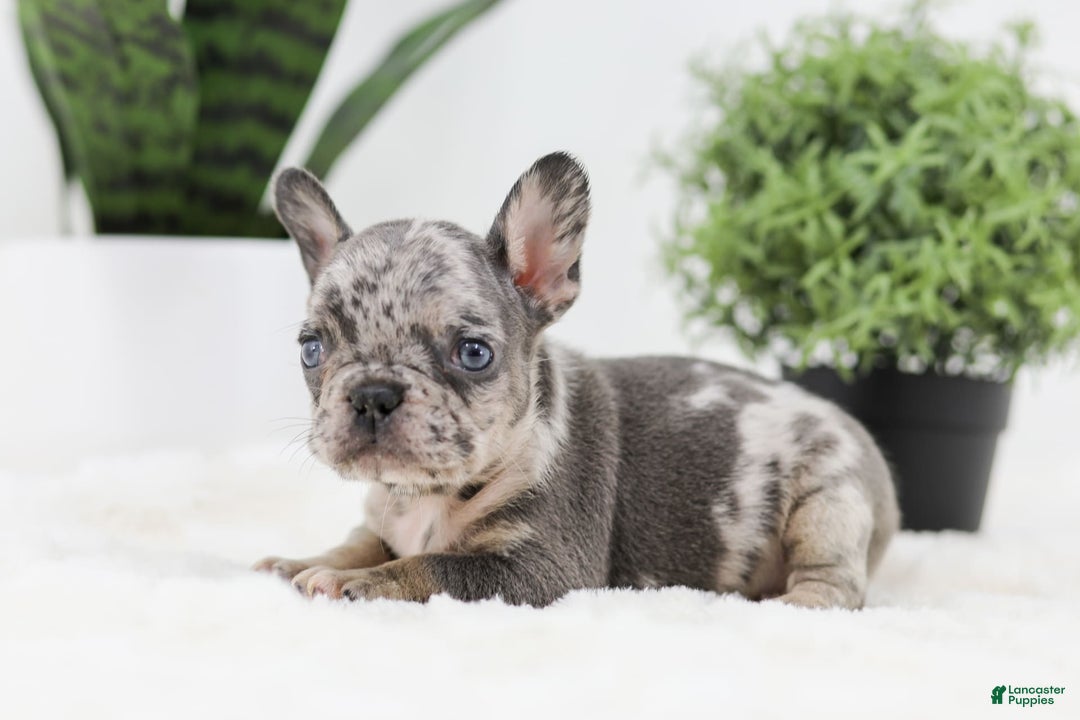 French Bulldog dogs for sale: Ralph - Image 11