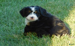 Mini Bernedoodle dogs for sale: Oliver - Image 7