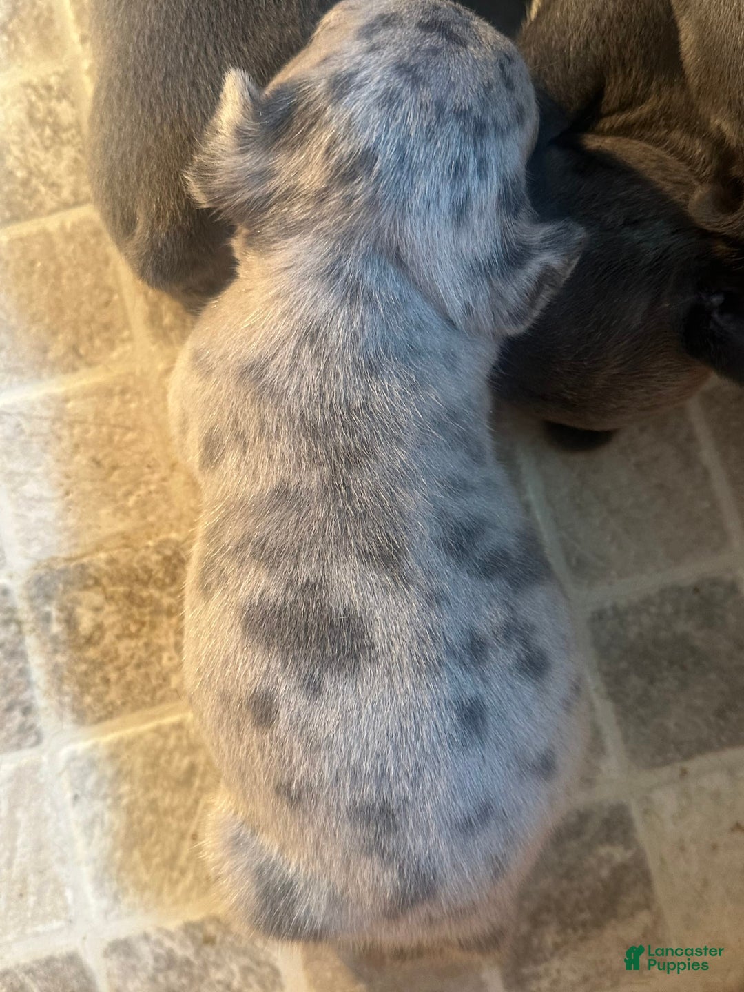 French Bulldog dogs for sale: Cookie - Image 11