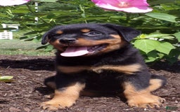 Rottweiler dogs for sale: Lavender - Image 1