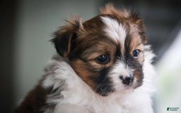 Papillon dogs for sale: Rome - Image 9
