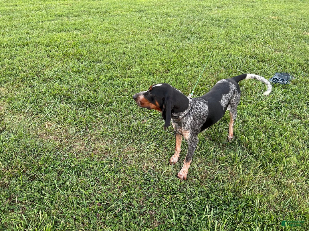 Coonhound dogs for sale: Thor - Image 4